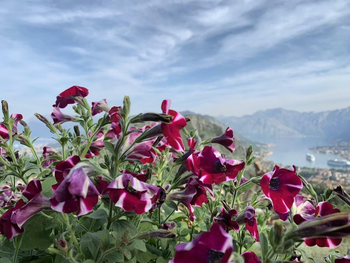 Big Hill Apartment Kotor Dış mekan fotoğraf